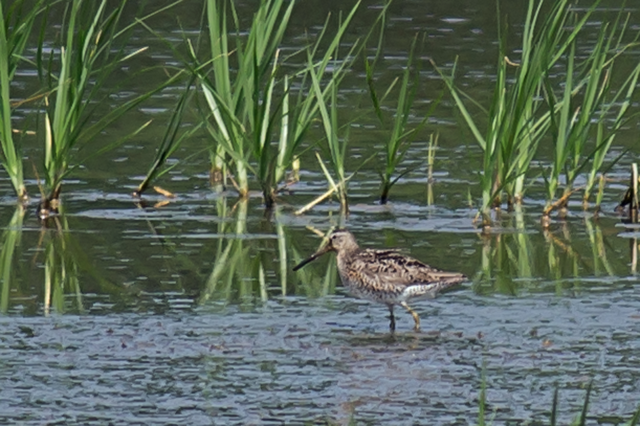 Short-billed Dowitcher