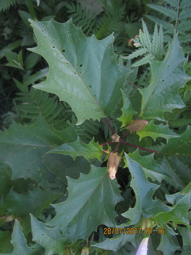 Datura stramonium