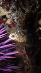 Schizobranchia insignis