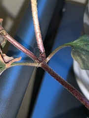 Melacoryphus rubicollis