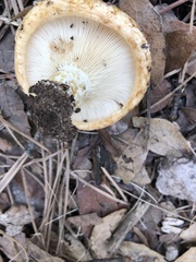 Lactarius zonarius