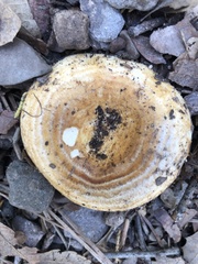 Lactarius zonarius