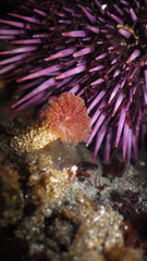 Schizobranchia insignis