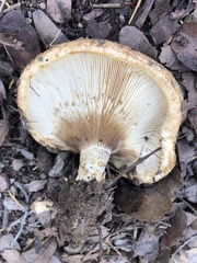 Lactarius zonarius