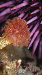 Schizobranchia insignis