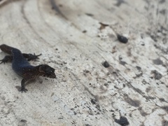 Lepidoblepharis sanctaemartae