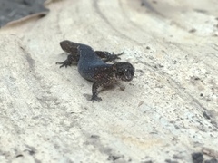 Lepidoblepharis sanctaemartae