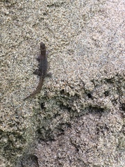 Lepidoblepharis sanctaemartae