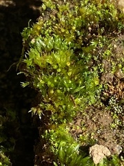 Physcomitrium serratum