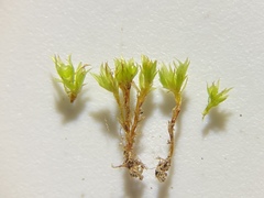 Physcomitrium serratum