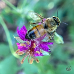 Gomphrena globosa