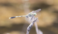 Orthetrum sabina