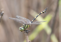 Ictinogomphus