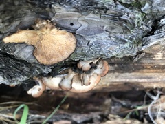 Lentinellus castoreus