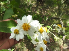 Montanoa leucantha