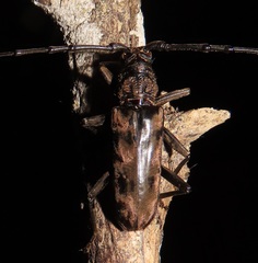 Pachydissus natalensis