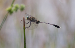Orthetrum sabina