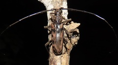 Pachydissus natalensis