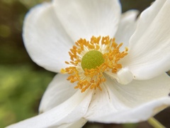 Eriocapitella × hybrida