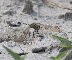 Orthetrum sabina