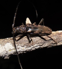 Pachydissus natalensis