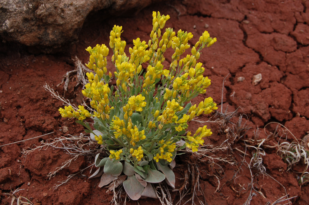 Physaria acutifolia