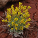 Double Bladderpod - Photo (c) Tony Frates, some rights reserved (CC BY-NC-SA)