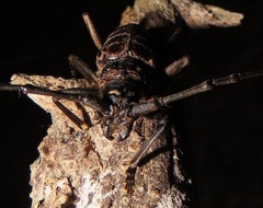 Pachydissus natalensis