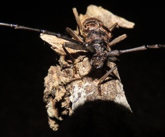 Pachydissus natalensis