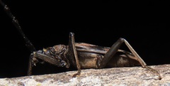 Pachydissus natalensis