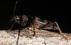 Pachydissus natalensis