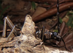 Pachydissus natalensis