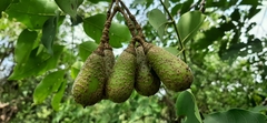 Schrebera swietenioides
