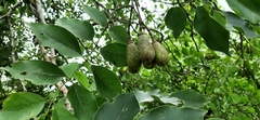 Schrebera swietenioides
