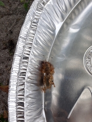 Neoscapteriscus abbreviatus