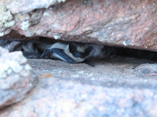 Canyon Bat photographed in Colorado