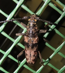 Pachydissus natalensis