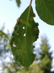 Eriophyes similis
