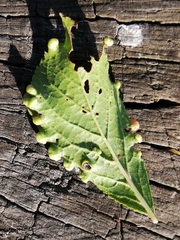 Eriophyes similis