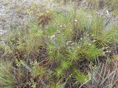 Vernonia lindheimeri