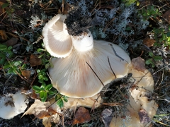 Lactarius aquizonatus