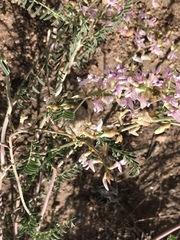 Astragalus flexuosus