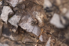 Mitopus glacialis