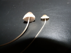 Mycena vitilis
