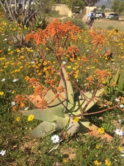 Aloe buhrii