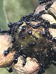 Dolichoderus pustulatus