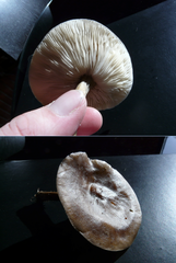 Melanoleuca polioleuca