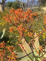 Aloe buhrii