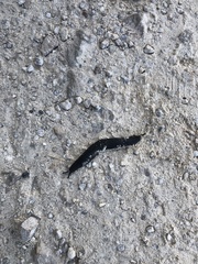 Belocaulus angustipes