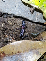 Naddia taiwanensis